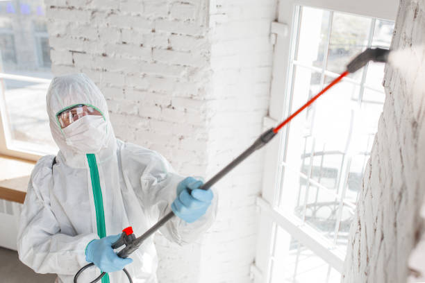 Best Mold Damage Restoration  in Fowler, CO