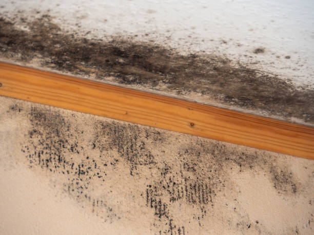 Best Water Damage & Mold Remediation  in Fowler, CO