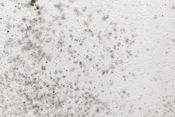 Best Emergency Mold Remediation  in Fowler, CO