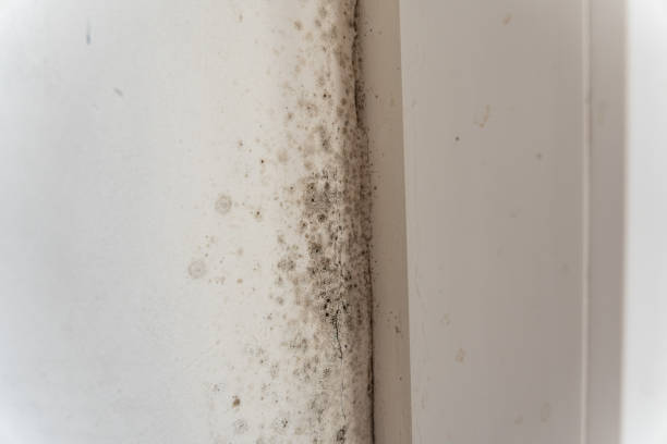 Mold Documentation for Insurance Claims in Fowler, CO