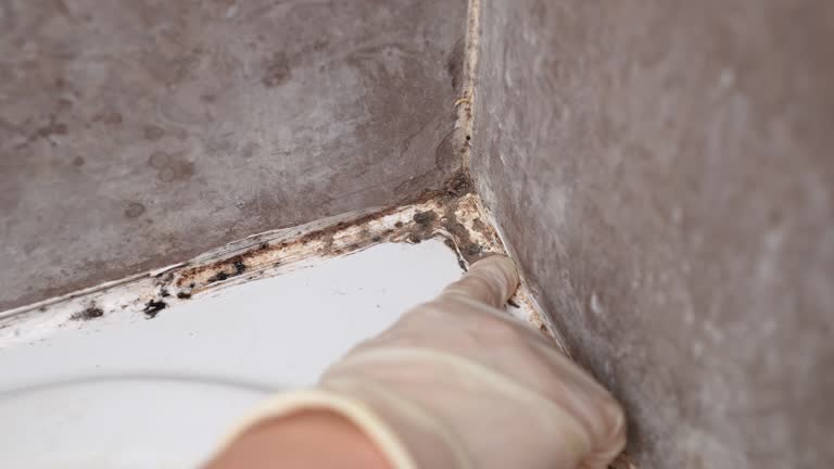 Best Dehumidification Services  in Fowler, CO